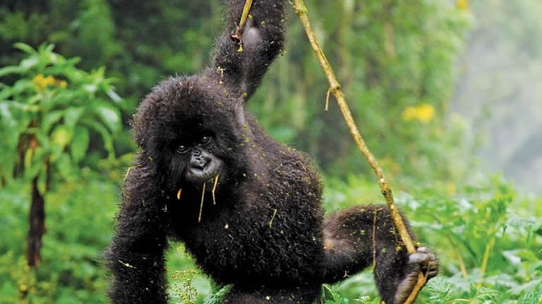 Mountain Gorillas of Rwanda