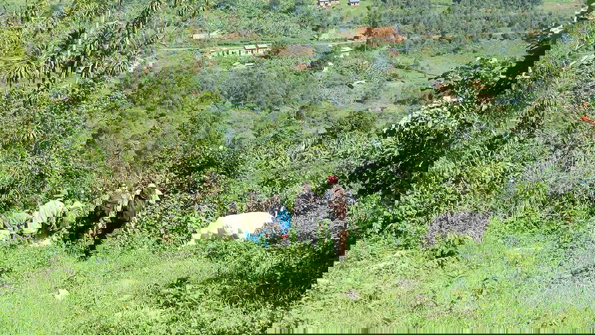 Uganda Gorilla Short Break: Original