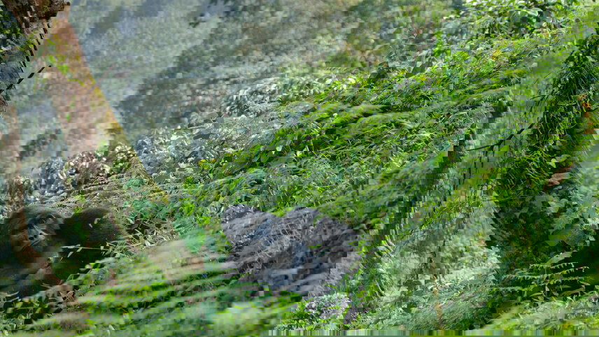 Uganda Gorilla Short Break: Original