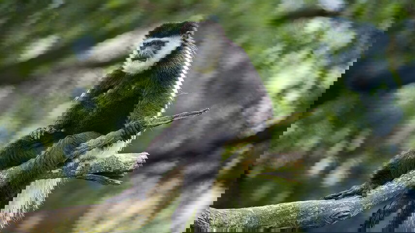 Uganda Gorilla Short Break: Original