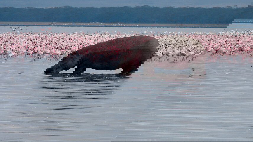 Kenya and Tanzania Family Safari