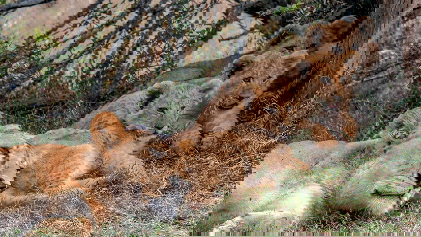 Kenya and Tanzania Family Safari