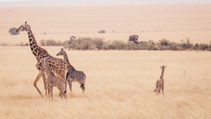 East Africa Family Safari Comfort
