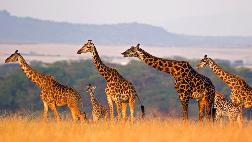 Classic East Africa