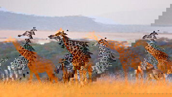 13 Day Classic East Africa (Intrepid)