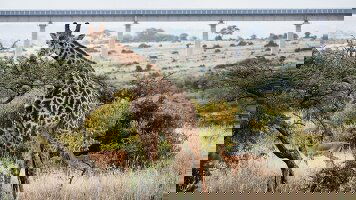 10 Day Kenya by Rail: Trains, Safaris & Beaches (Intrepid)