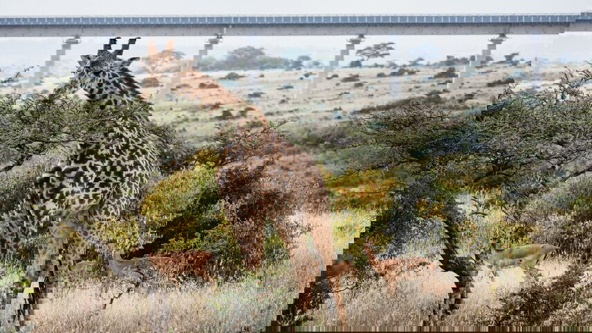 Kenya by Rail: Trains, Safaris & Beaches