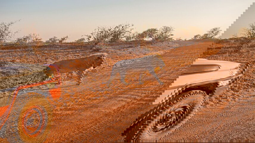 Kenya by Rail: Trains, Safaris & Beaches