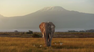 10 Day Kenya by Rail: Trains, Safaris & Beaches (Intrepid)