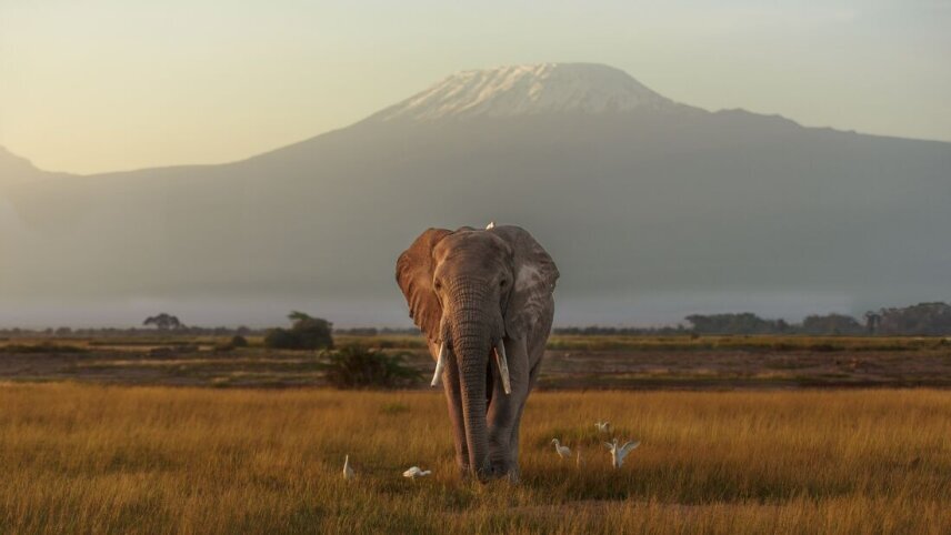 Kenya by Rail: Trains, Safaris & Beaches