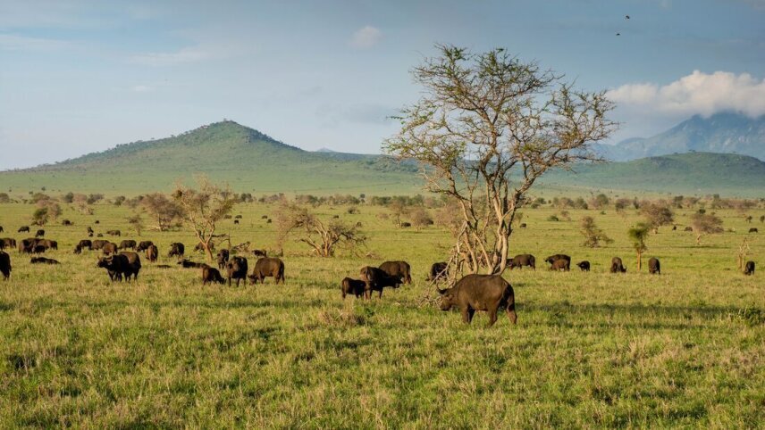 Kenya by Rail: Trains, Safaris & Beaches