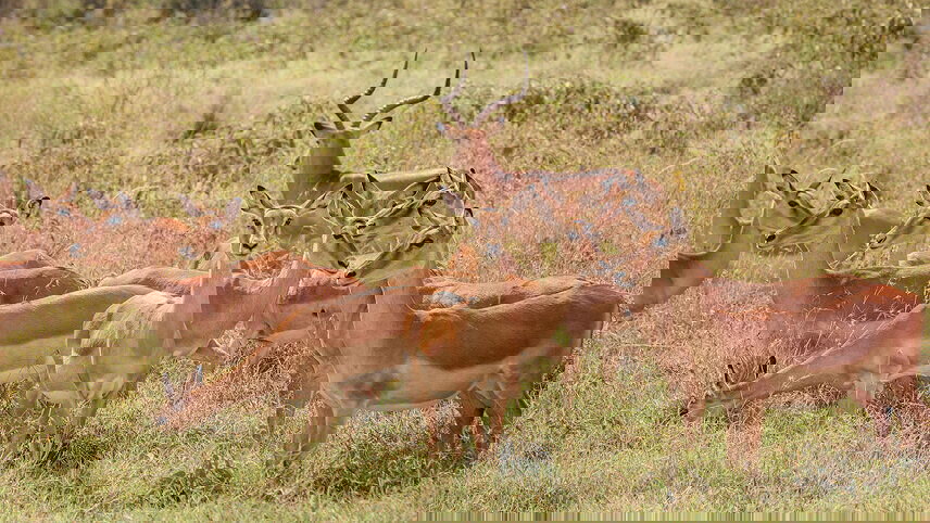 Kenya Wildlife Safari