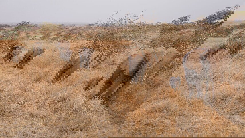 Serengeti & Kilimanjaro