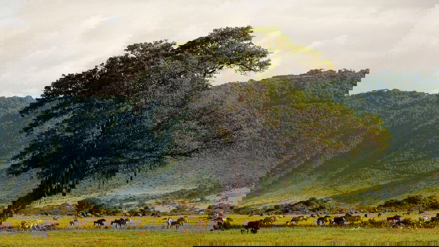 Serengeti & Kilimanjaro