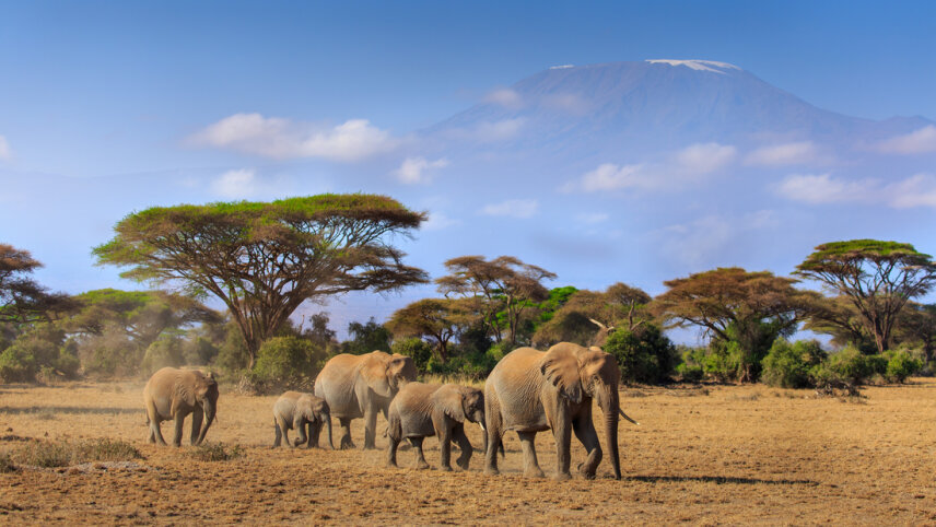 Serengeti & Kilimanjaro