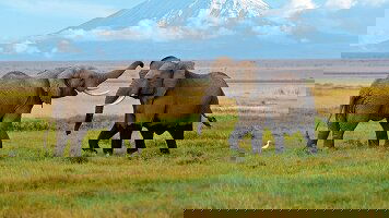 8 Day Serengeti Trail (Intrepid)