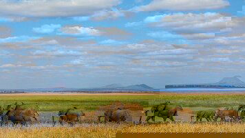 15 Day Premium Kenya & Tanzania (Intrepid)