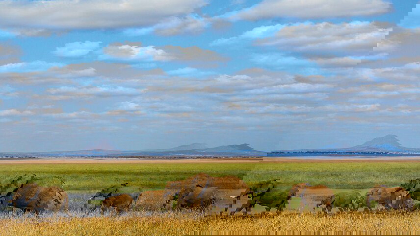 Premium Kenya & Tanzania