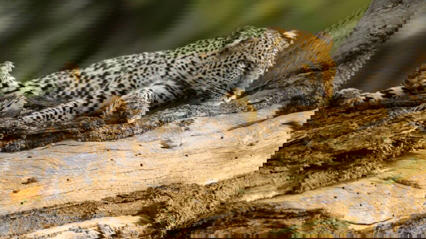 Premium Uganda, Rwanda & Kenya