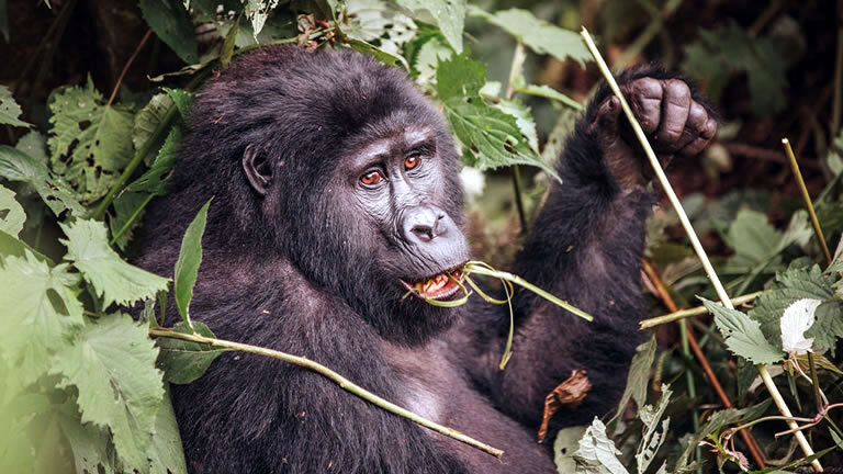 Premium Uganda, Rwanda & Kenya