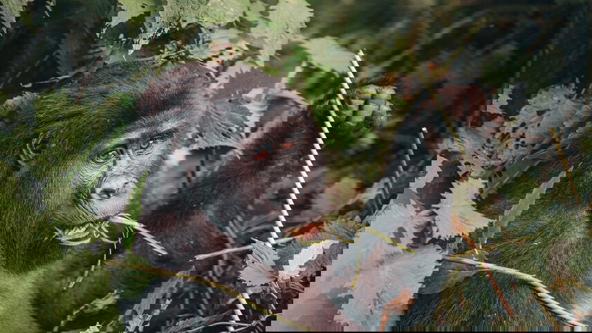 Premium East Africa in Depth