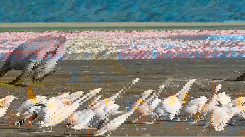 Premium Kenya & Southern Africa Highlights