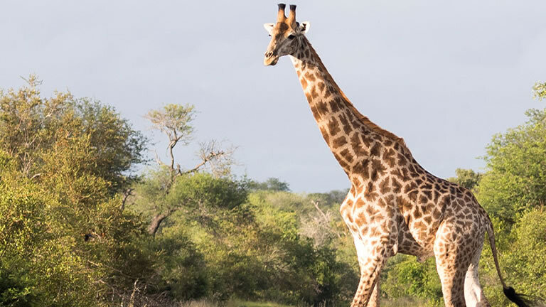 Premium Kenya & Southern Africa Highlights