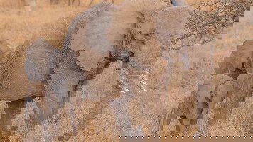 8 Day Premium Tanzania (Intrepid)