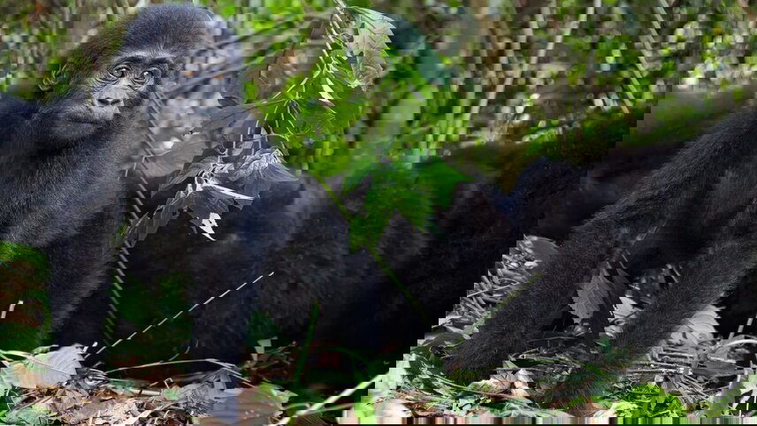 Premium Rwanda & Gorillas of Uganda