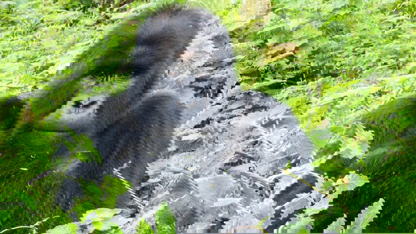 Premium Rwanda & Gorillas of Uganda