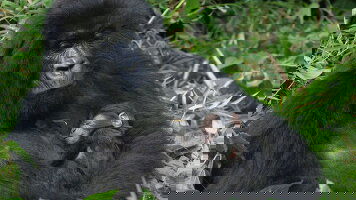 18 Day Gorillas & East Africa Safari (Intrepid)