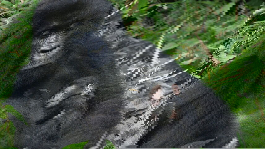 Gorillas & East Africa Safari