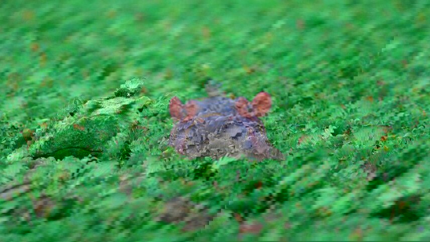 Serengeti & Ngorongoro Safari