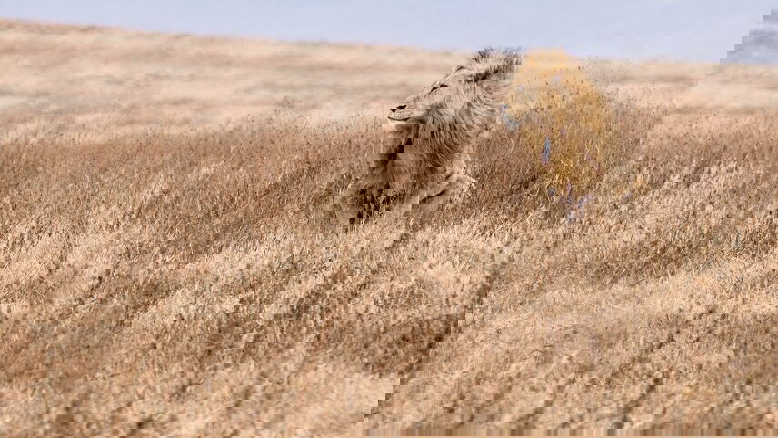 Serengeti & Ngorongoro Safari