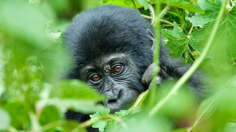 Remarkable Rwanda & Gorillas of Uganda