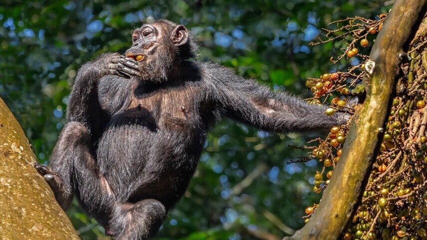 Remarkable Rwanda & Gorillas of Uganda