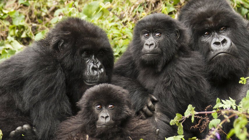 Rwanda Gorilla Naming Ceremony & Uganda