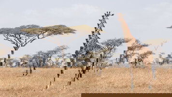 13 Day East Africa Safari & Coast (Intrepid)