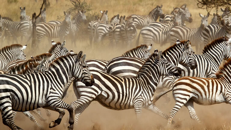 East Africa Safari & Coast