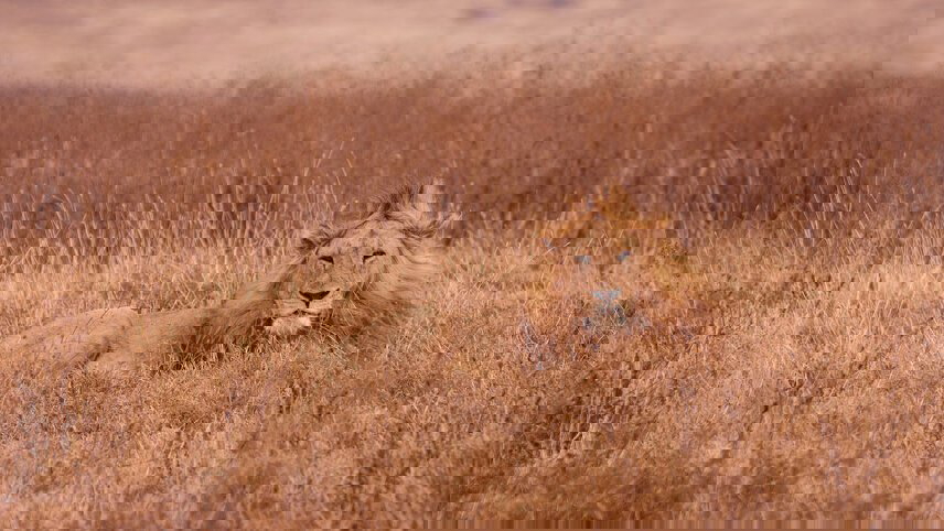 Essential East Africa