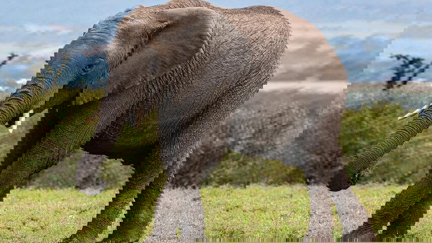 Essential East Africa