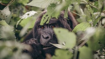 19 Day 18 to 35s Epic East Africa: Gorillas, Chimps and Safaris (Intrepid)