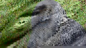 27 Day Gorillas, Game Parks & Beaches (Intrepid)