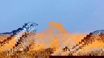 63 Day Africa Encompassed Southbound (Intrepid)