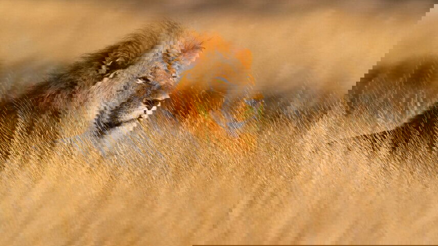 Vic Falls to Cape Town