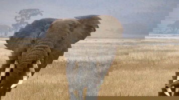 43 Day Vic Falls to Gorillas (Intrepid)