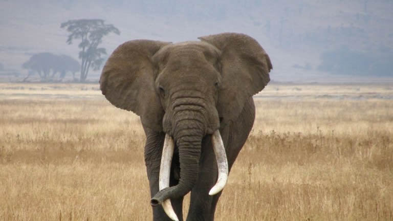 Vic Falls to Gorillas