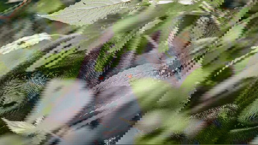 Gorillas & Game Parks