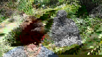 16 Day Gorillas & Game Parks (Intrepid)