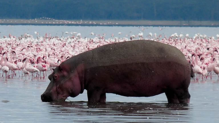 Gorillas & Game Parks